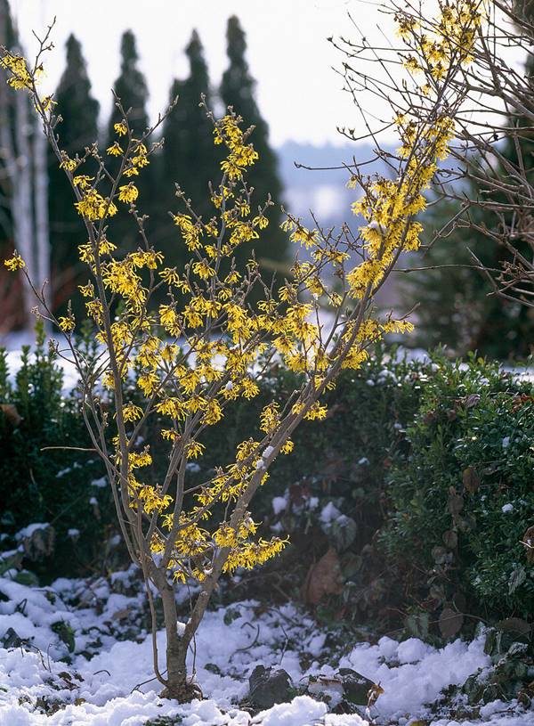 Witch Hazel  blooming outdoors in winter