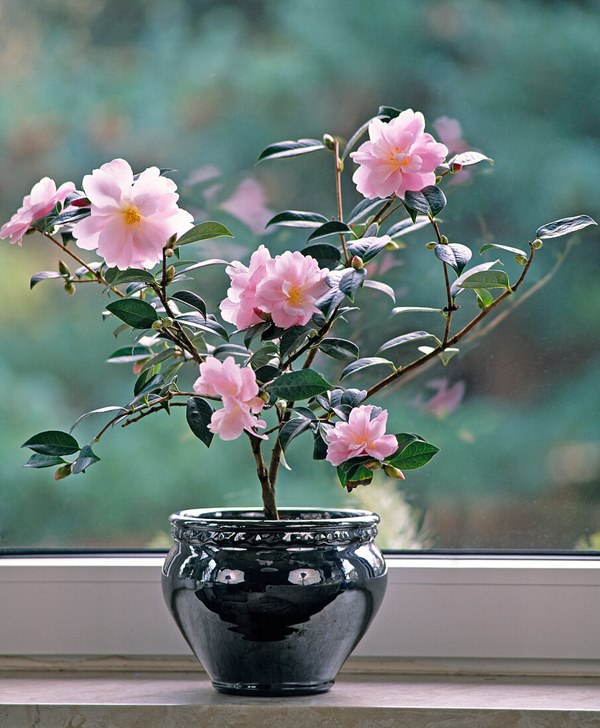 Camellias growing in the pot indoors