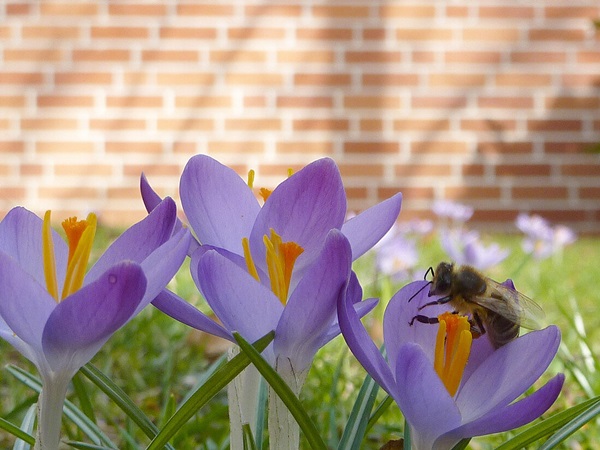 bee on crocus blooms in winter