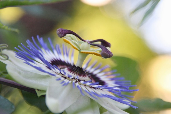 close-up of blue passion flower growing in my backyard