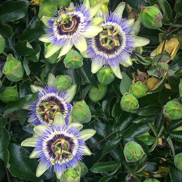 blue passion flower blooming successfully in the backyard