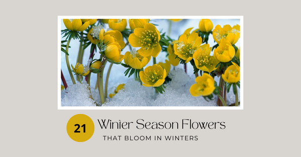 21 Best Winter Season Flowers that Bloom in Winter