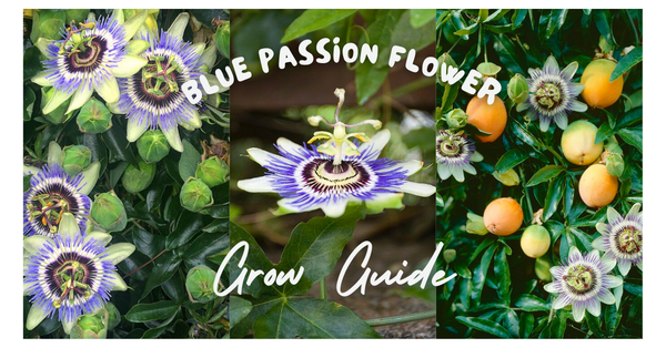 Blue Passion Flower (Passiflora caerulea): Complete Grow Guide
