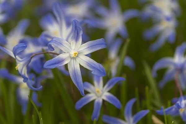 glory of the snow (Scilla luciliae) blooming in the garden