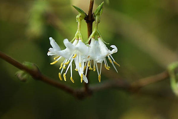 Winter Honeysuckle (Lonicera fragrantissima) flower close-up