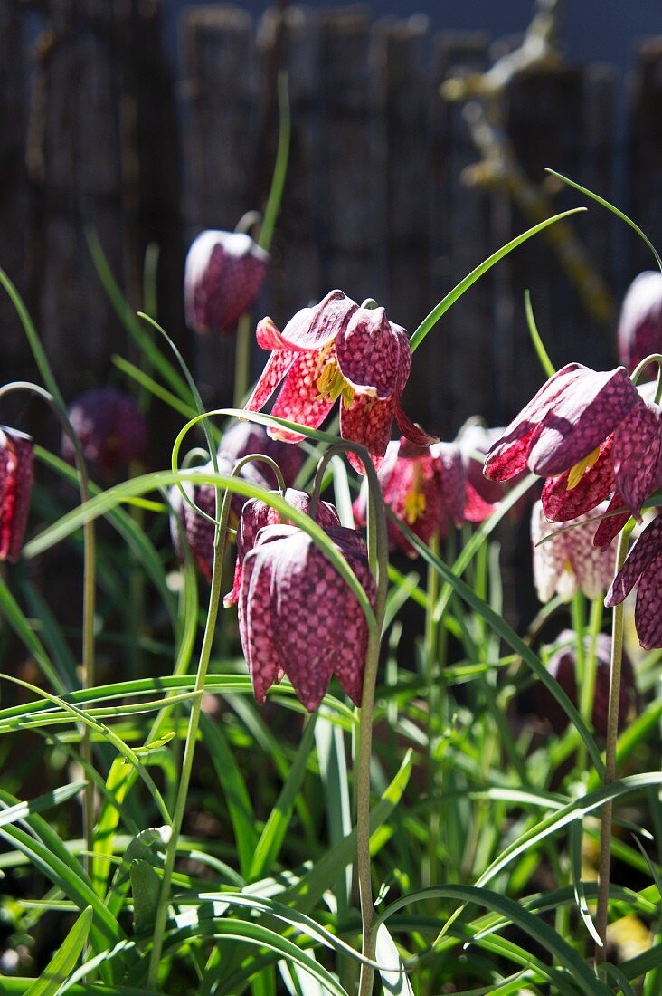 How to Grow Snake’s Head Fritillaries
