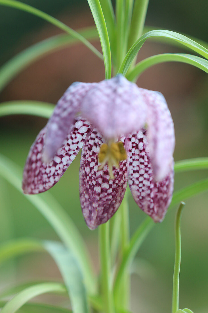 Snake’s Head Fritillaries close up