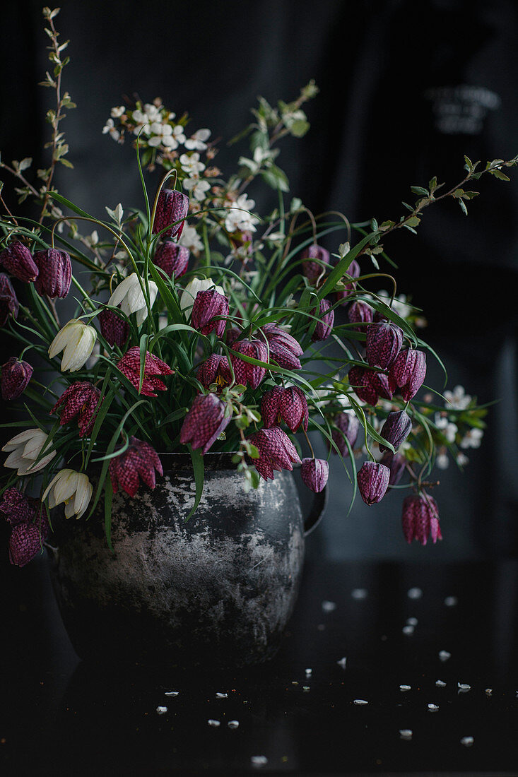 Snake’s Head Fritillaries blooms in a pot
