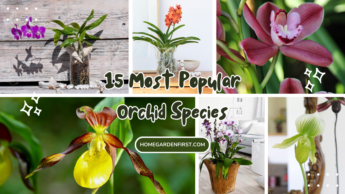 15 Most Popular Orchid Species You Can Grow at Home (With Care Tips)